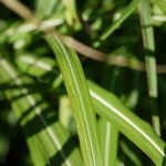 Miscanthus sinensis Likasa