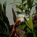 Sobralia macrantha Blomst