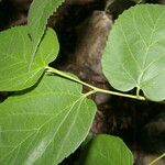 Morus celtidifolia Blatt
