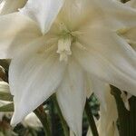 Yucca filamentosa Fleur