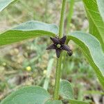 Vincetoxicum nigrum Leaf