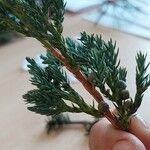 Juniperus chinensisФрукт