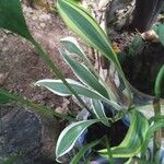 Dracaena brauniiLeht