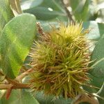 Chrysolepis sempervirens Fruit