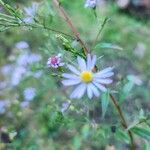 Symphyotrichum oolentangiense 花