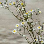 Erigeron strigosusFlower