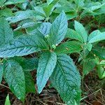 Mercurialis perennis Hoja