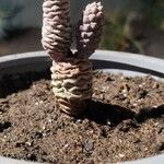 Cylindropuntia fulgida Folha