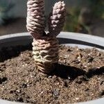 Cylindropuntia fulgida Leaf