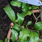 Camellia sinensis Blatt