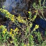 Chamaecytisus ruthenicus Habit