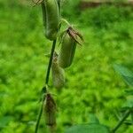 Crotalaria juncea Blatt