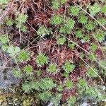 Saxifraga hypnoides Likasa