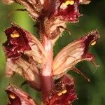 Orobanche gracilis Flor