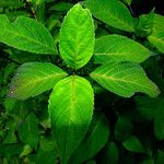 Hydrangea heteromalla List