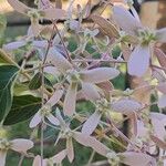 Congea tomentosa Flor
