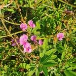 Tephrosia emeroides Blomma