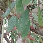 Aristotelia chilensis Blad