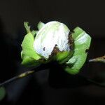 Diospyros bipindensis Fruto