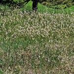 Eriophorum latifolium Хабит