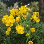 Senna bicapsularis Λουλούδι