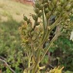 Kalanchoe lanceolata ഫലം