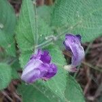 Strobilanthes attenuata Kukka