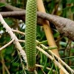 Banksia ericifolia 花