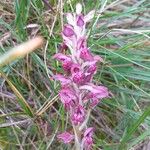 Anacamptis coriophora Květ