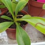 Nepenthes alata Folha