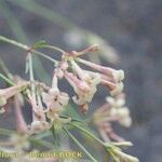 Asperula aristata Плод