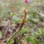 Carex uncinioides 花