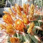 Ferocactus pilosus花