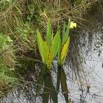 Canna flaccida 整株植物