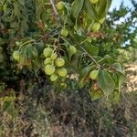 Prunus ilicifolia ഫലം