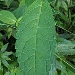 Chelone glabra Blatt