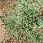 Chenopodium vulvaria Leaf