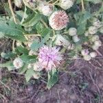 Baccharoides adoensis Blüte