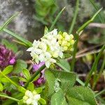 Galium saxatile Blüte
