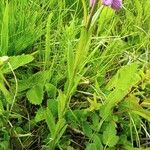 Polygala comosa Leht