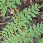 Lomatia ferruginea Leaf