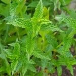 Mentha spicata List