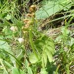 Botrychium lunaria 樹皮