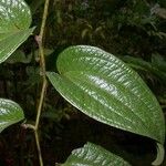 Smilax mollis Lapas