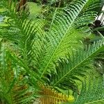 Blechnum brasiliense Liść