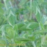 Trifolium diffusum Autre