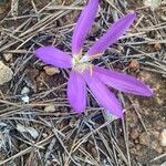 Colchicum filifolium Maua