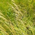 Calamagrostis canescens Folha