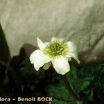 Callianthemum coriandrifolium Other