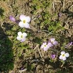 Houstonia caerulea Blüte